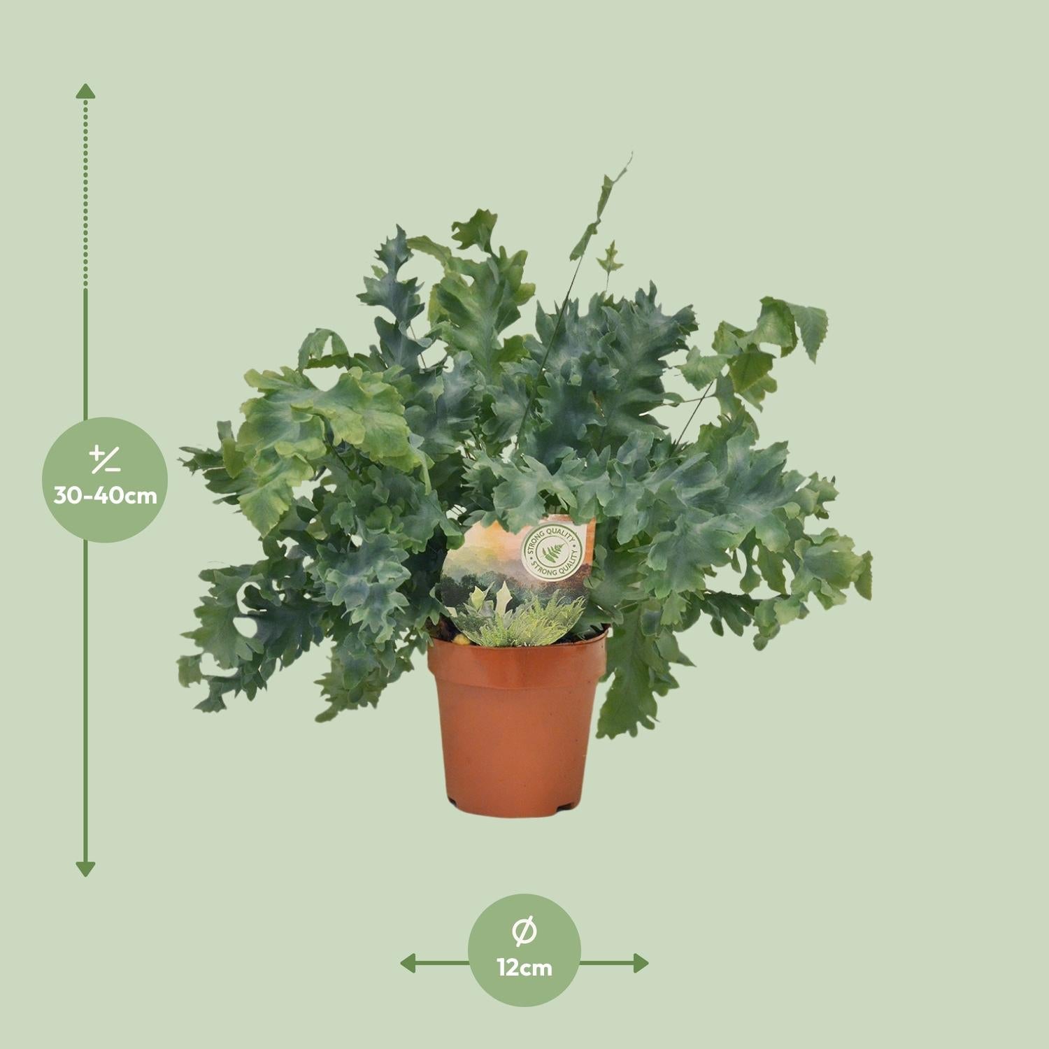green-guardia-davana-farn-35-cm-12-cm-topf image 2