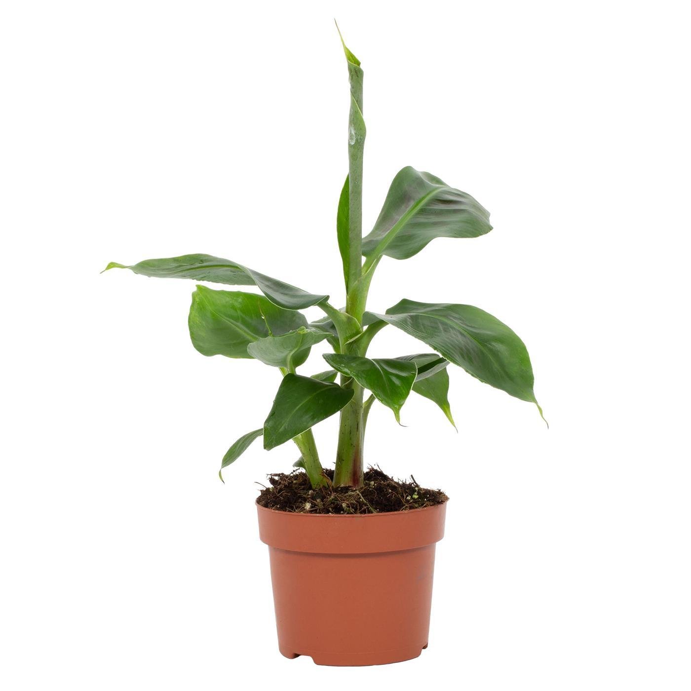 green-guardia-musa-tropicana-zwergbanane-12cm-topf image 1
