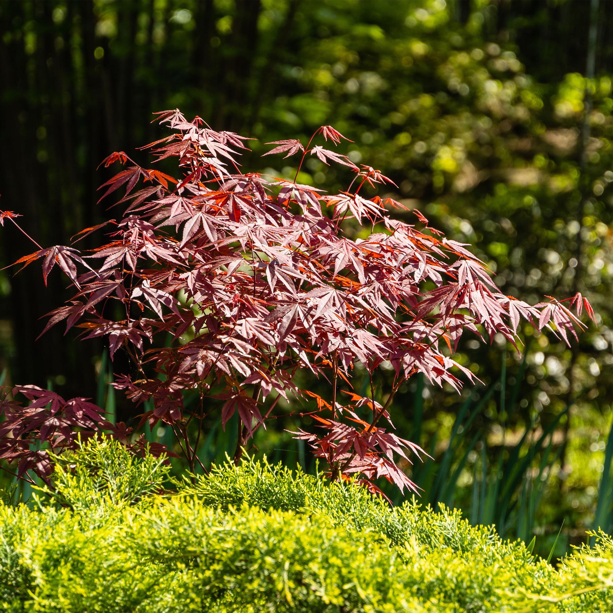 green-guardia-unsere-pflanzen-acer-atropurpureum-ahorn-1x-pflanze image 4