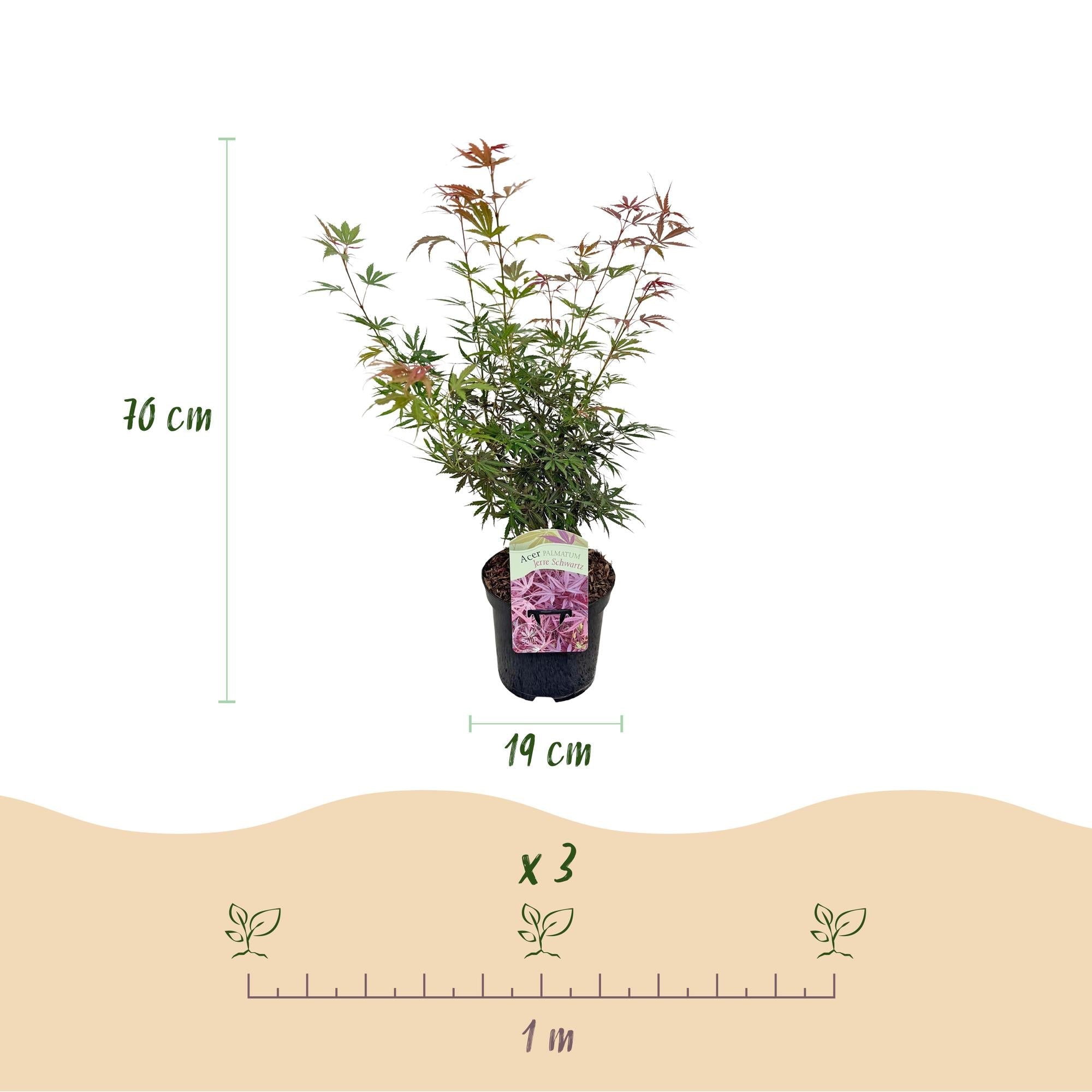 green-guardia-jerre-schwartz-japanischer-ahorn-70-cm-19-cm-topf image 2