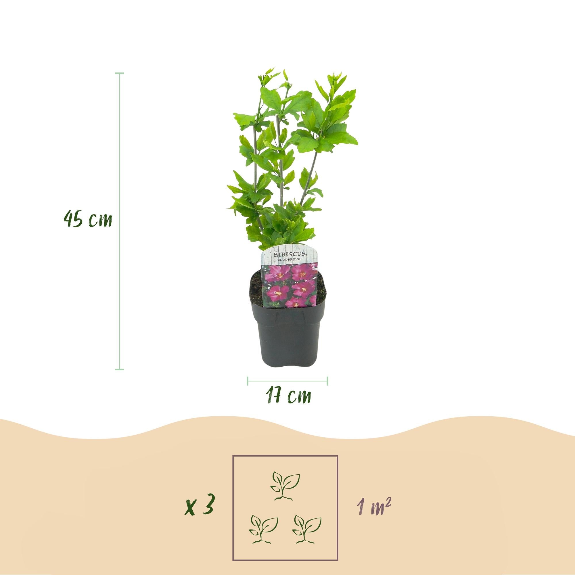 green-guardia-cornus-sibirica-pflanze-rote-zweige-17cm-topf-45cm image 2