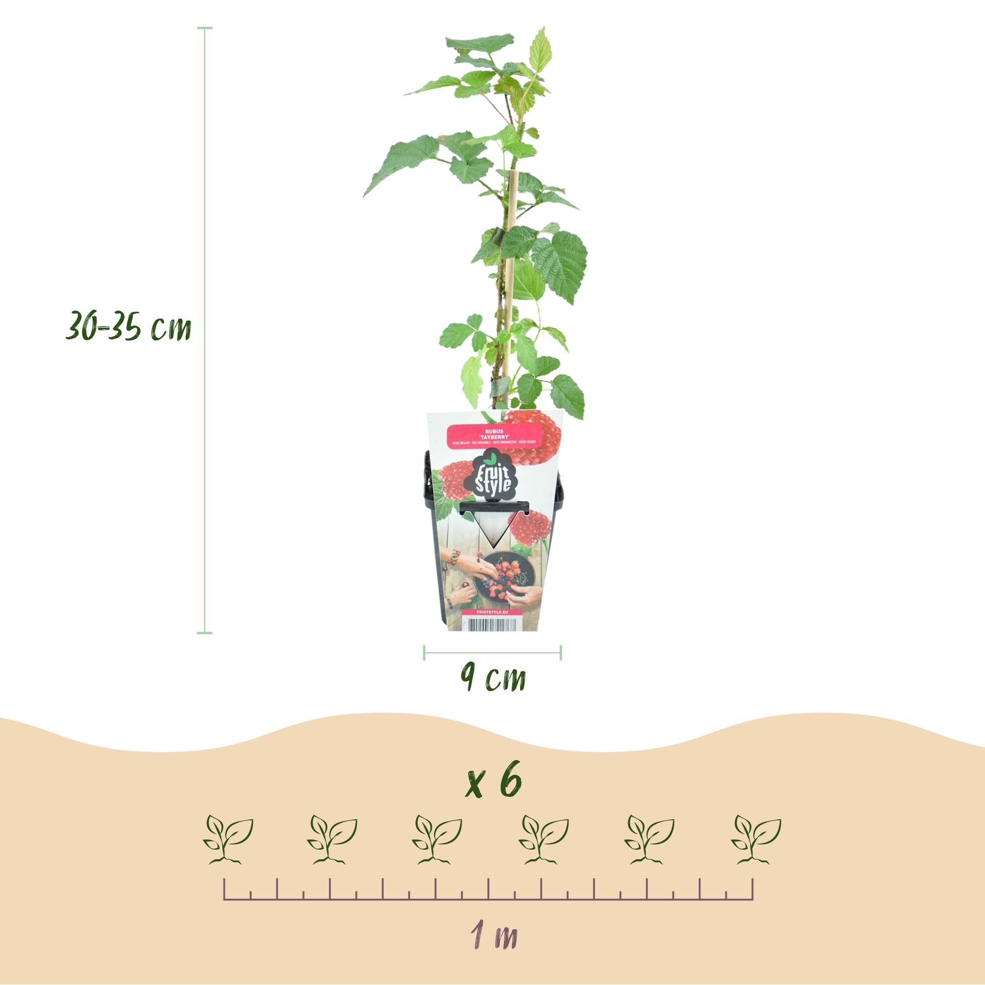 green-guardia-unsere-pflanzen-rubus-tayberry-beerenpflanze-9cm-topf image 2