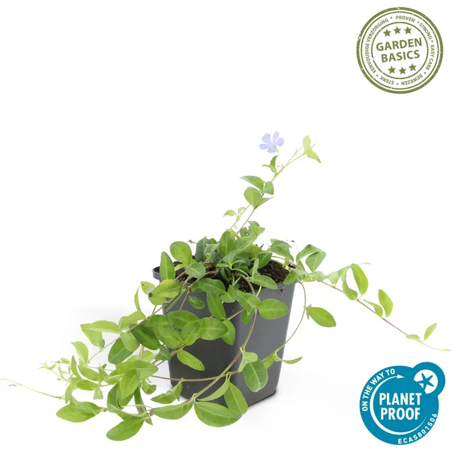 green-guardia-unsere-pflanzen-vinca-minor-la-grave-bodendecker-6-pflanzen-winter image 1