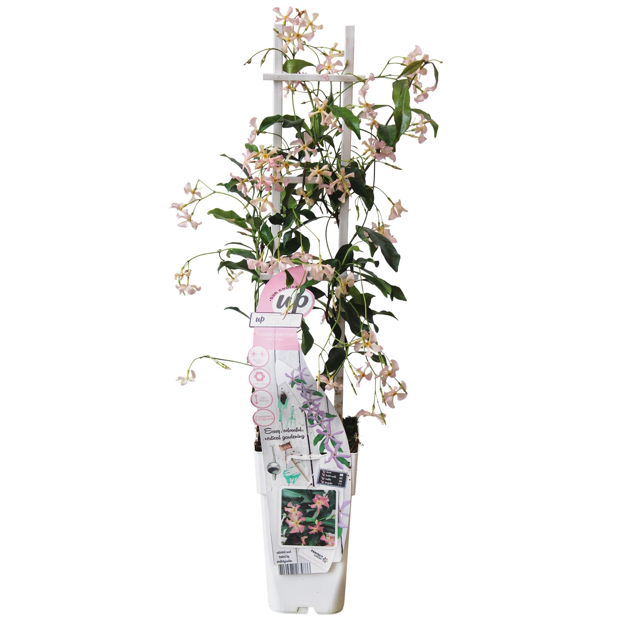 green-guardia-unsere-pflanzen-toskanischer-jasmin-star-of-ibiza-1x-rosa image 1