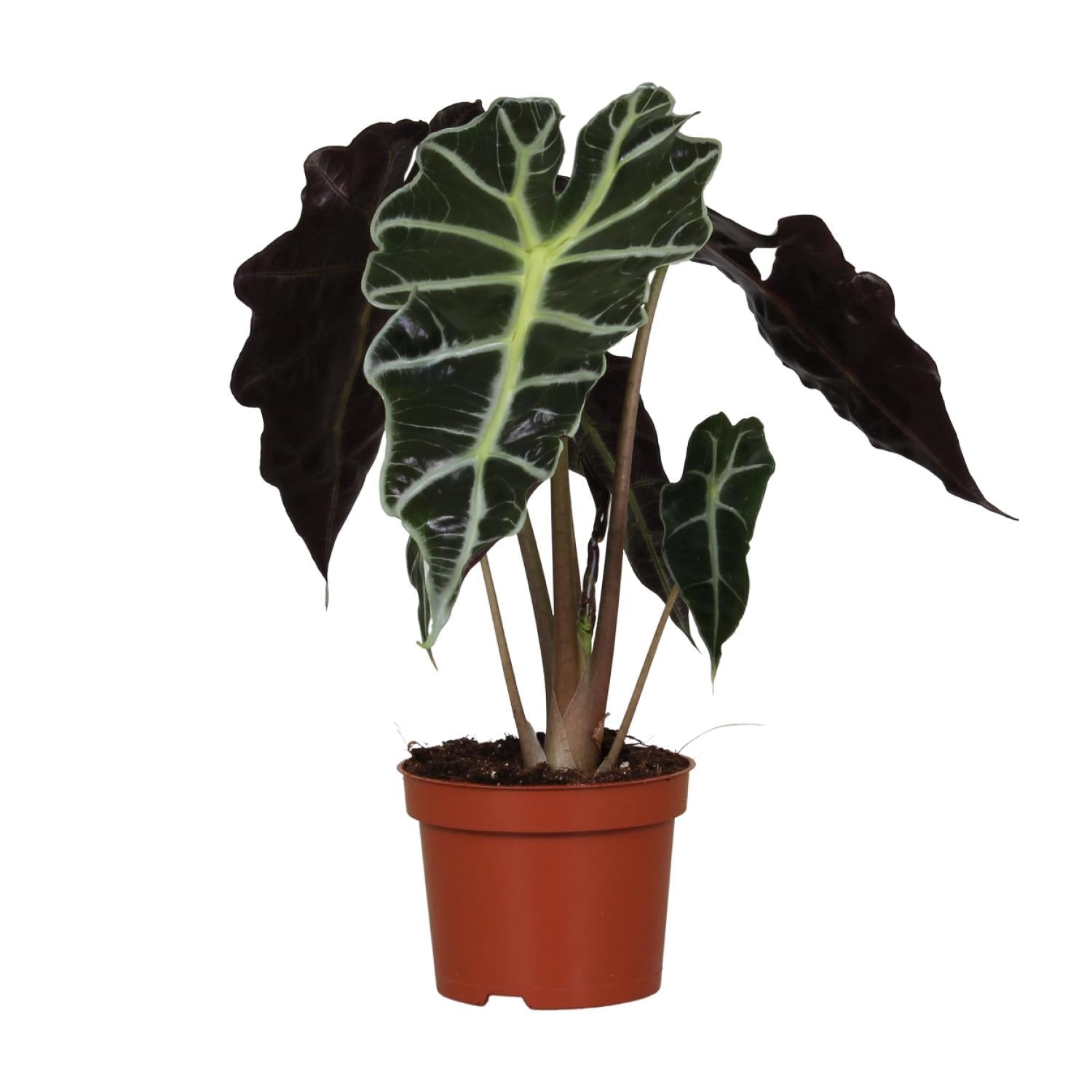green-guardia-alocasia-polly-elefantenohr-12-cm-topf image 1