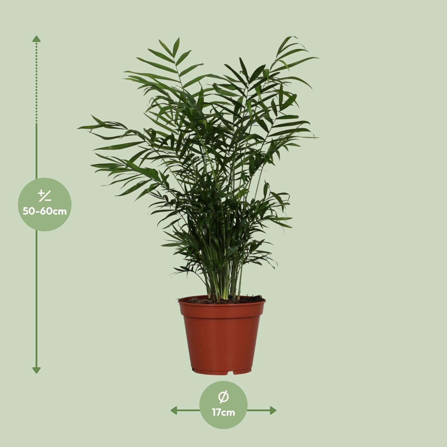 green-guardia-chamaedorea-elegans-bergpalme-zimmerpflanze-40cm-pflegeleicht image 3
