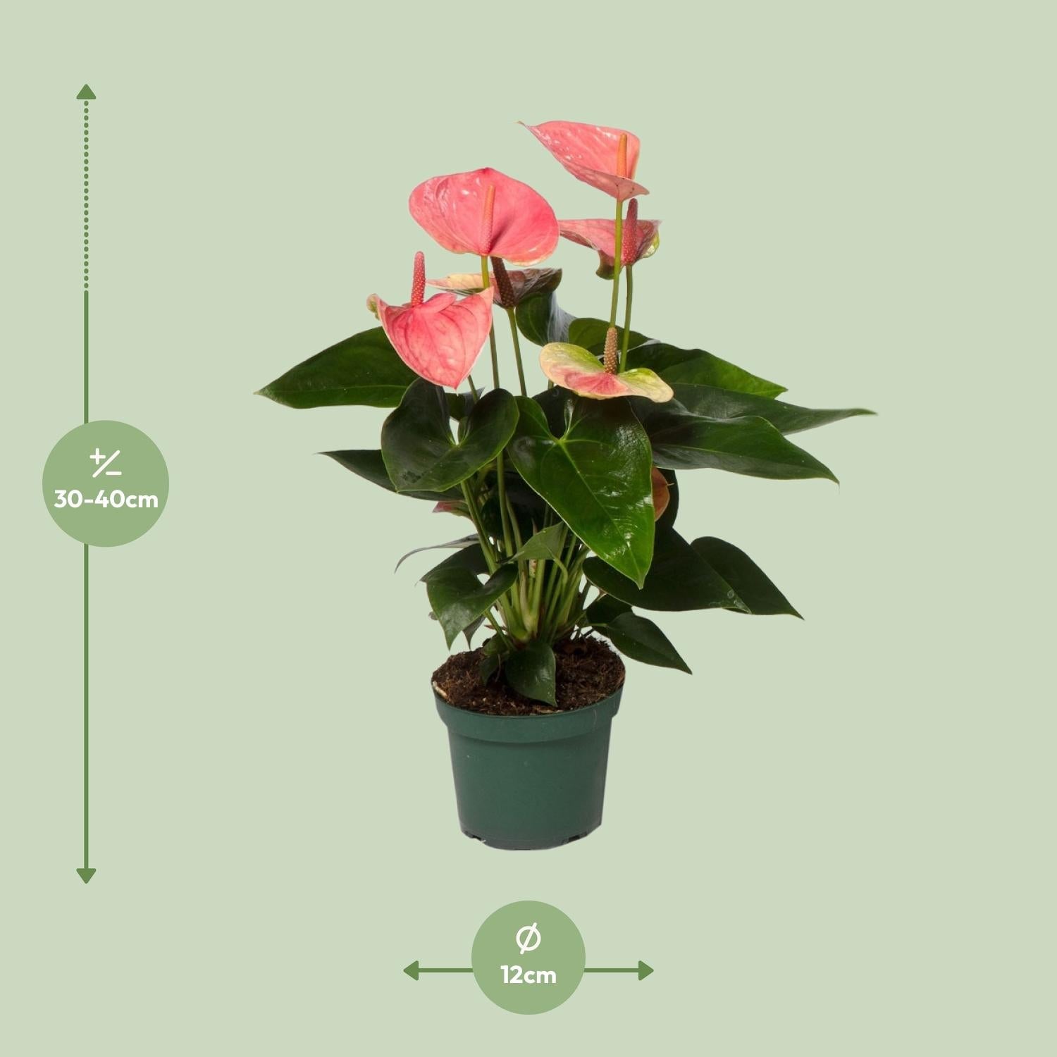 green-guardia-unsere-pflanzen-anthurium-red-champion-flamingoblume-65cm image 5