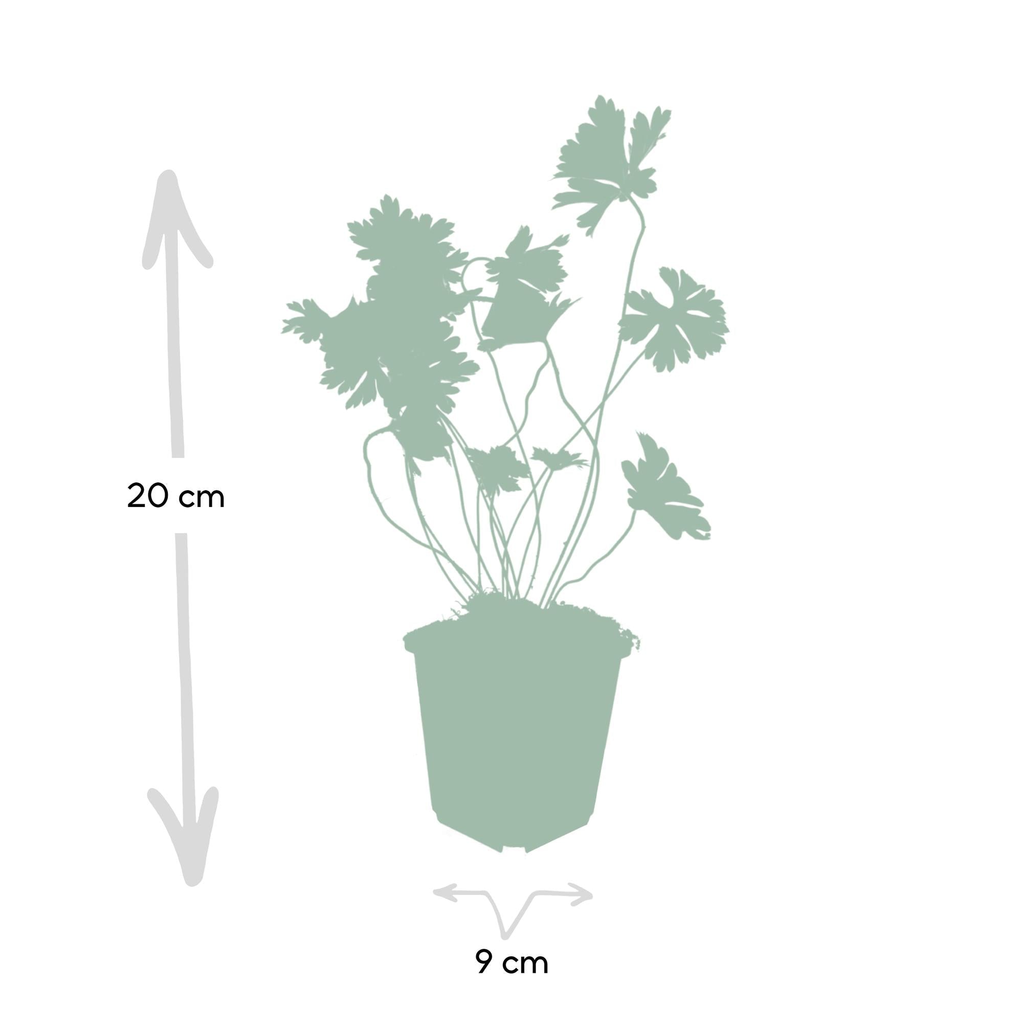 green-guardia-rozanne-geranium-storchschnabel-6-pflanzen image 2