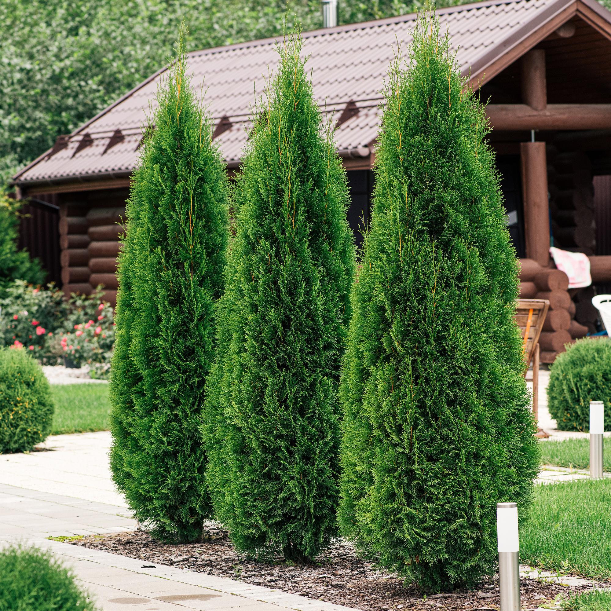 green-guardia-thuja-smaragd-heckenpflanze-17cm-60cm-immergr-n image 5