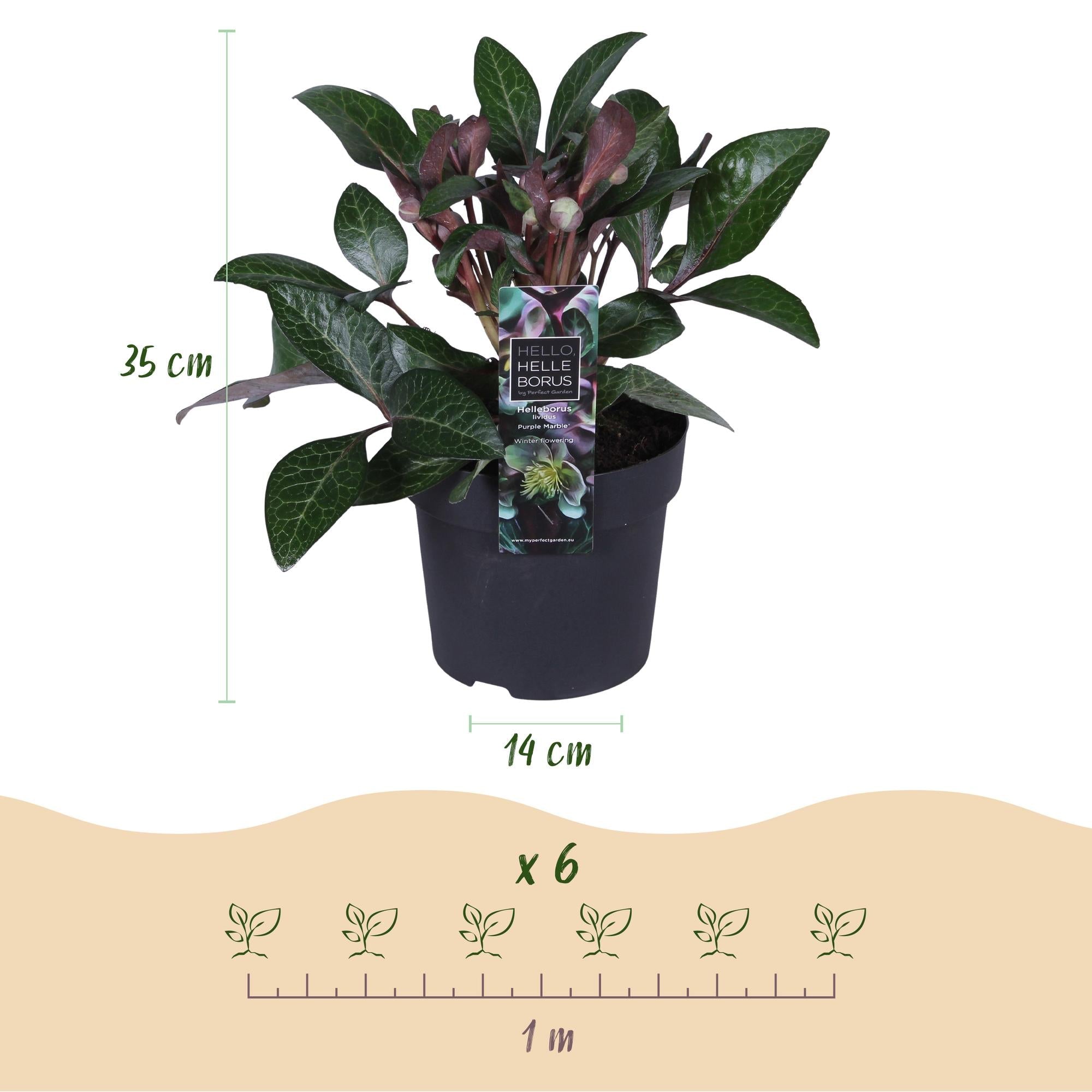 green-guardia-purple-marble-helleborus-lila-1x-pflanze image 2