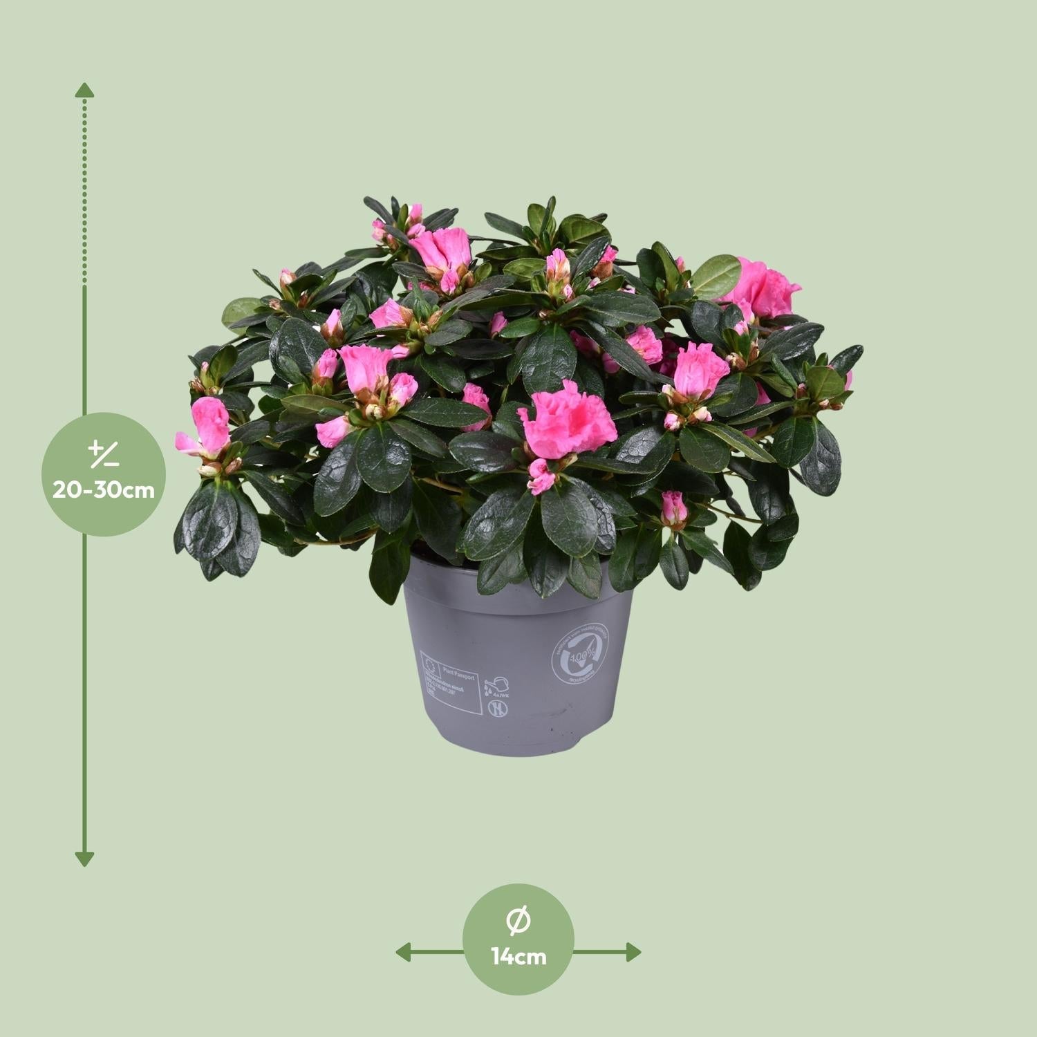 green-guardia-unsere-pflanzen-azalea-rose-vogel-zimmerpflanze-14cm-rosa image 2