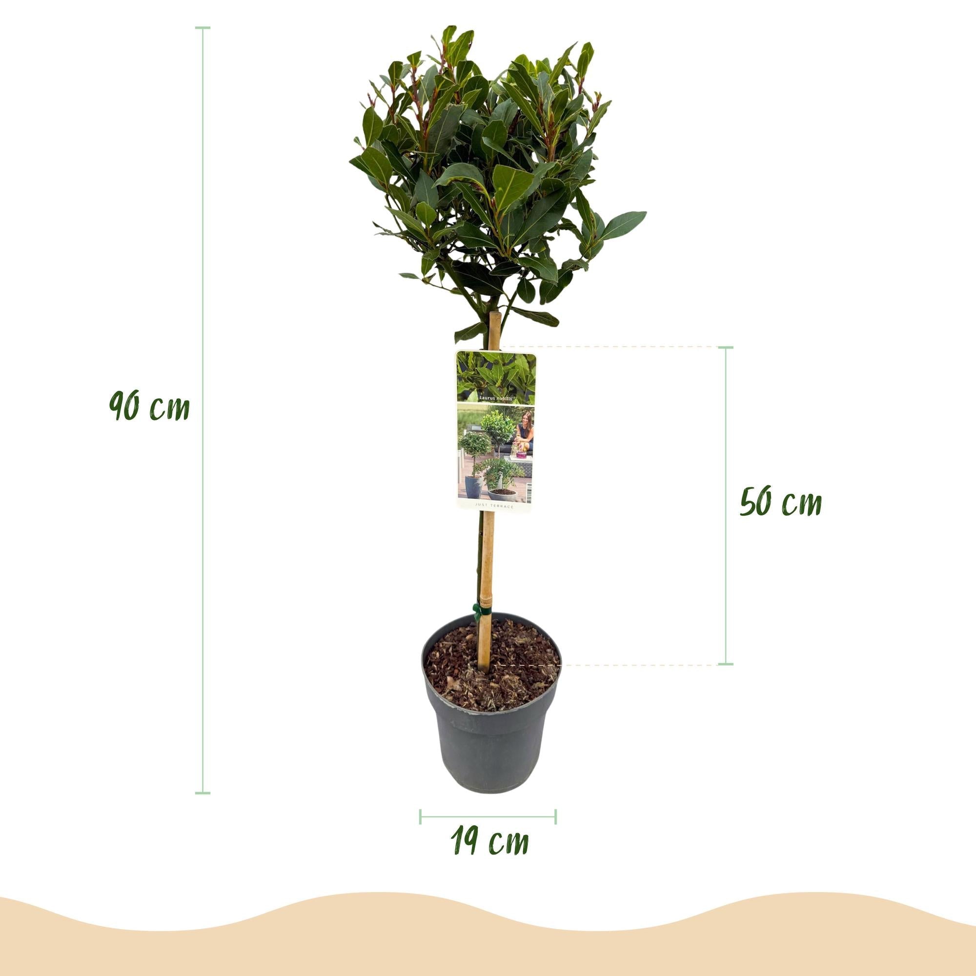green-guardia-laurus-nobilis-lorbeerbaum-90cm-stamm image 2