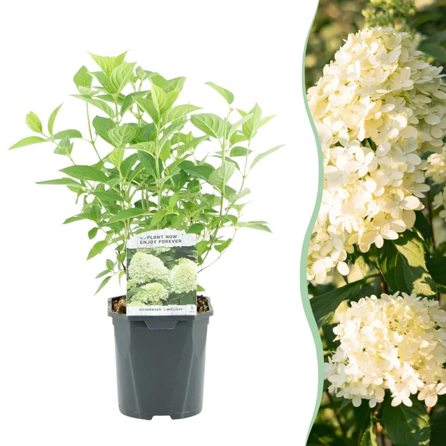 green-guardia-unsere-pflanzen-rispenhortensie-limelight-17-cm-topf image 1