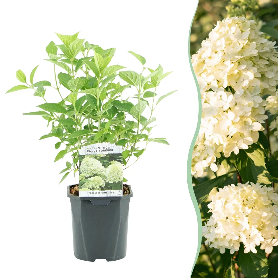 green-guardia-unsere-pflanzen-rispenhortensie-limelight-17-cm-topf image 1