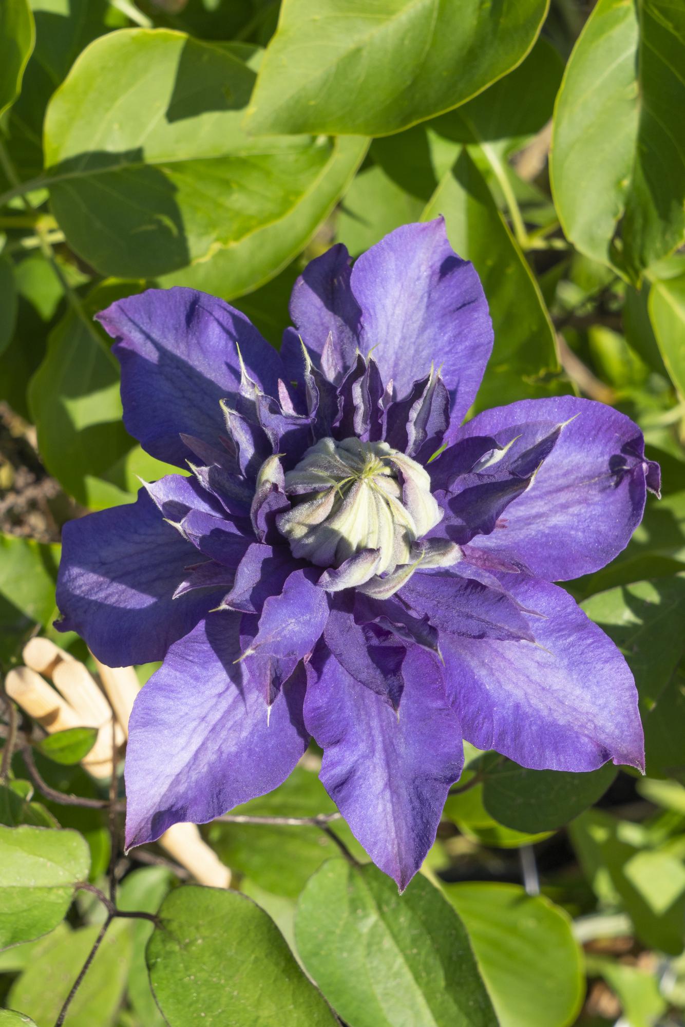 green-guardia-unsere-pflanzen-clematis-multi-blue-kletterpflanze-1-pflanze image 2