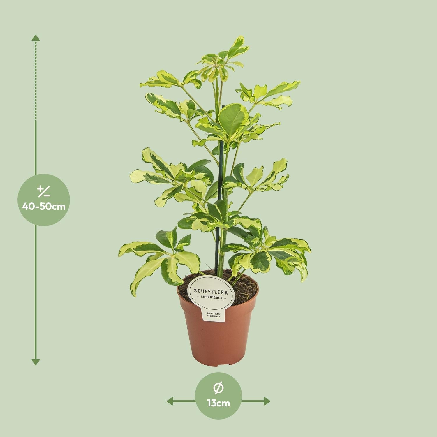 green-guardia-charlotte-schefflera-strahlenaralie-45-cm image 2