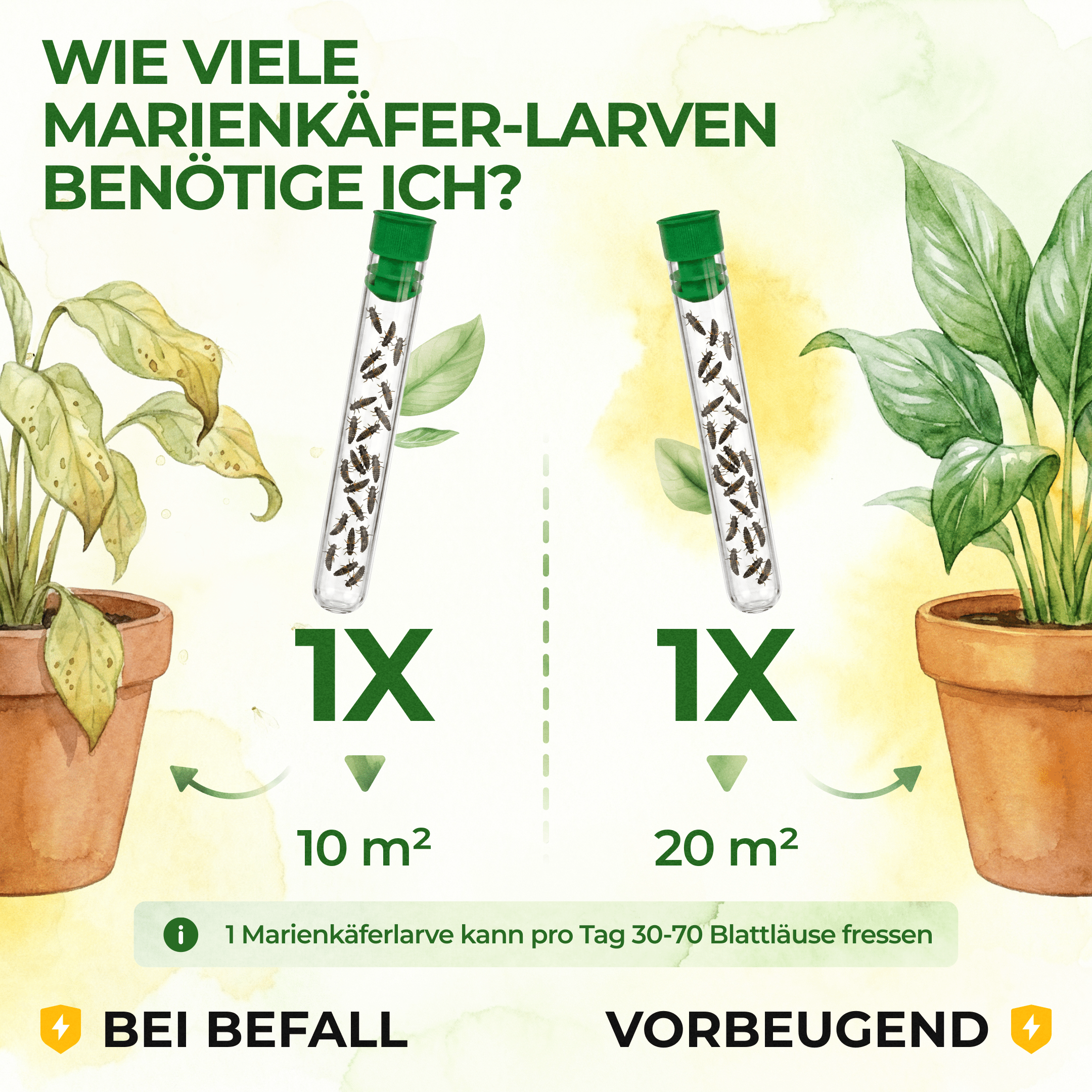 green-guardia-weitere-n-tzlinge-marienk-fer-larven-25-st-10qm image 3