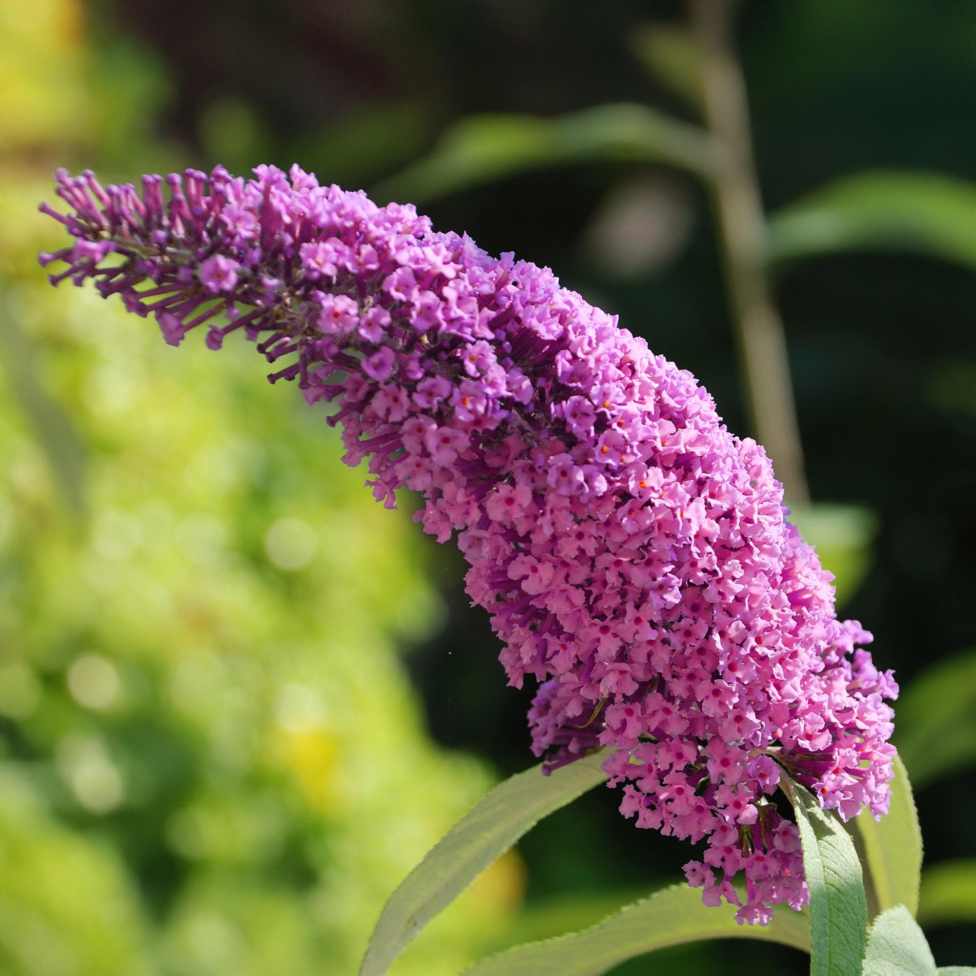 green-guardia-buddleja-pink-delight-schmetterlingsstrauch-25-cm image 3