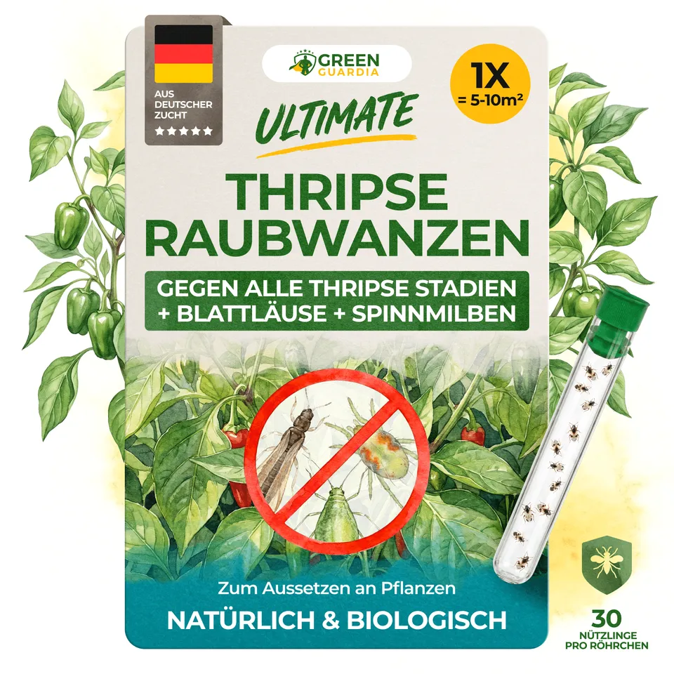 green-guardia-orius-raubwanzen-gegen-thripse-30-n-tzlinge image 1