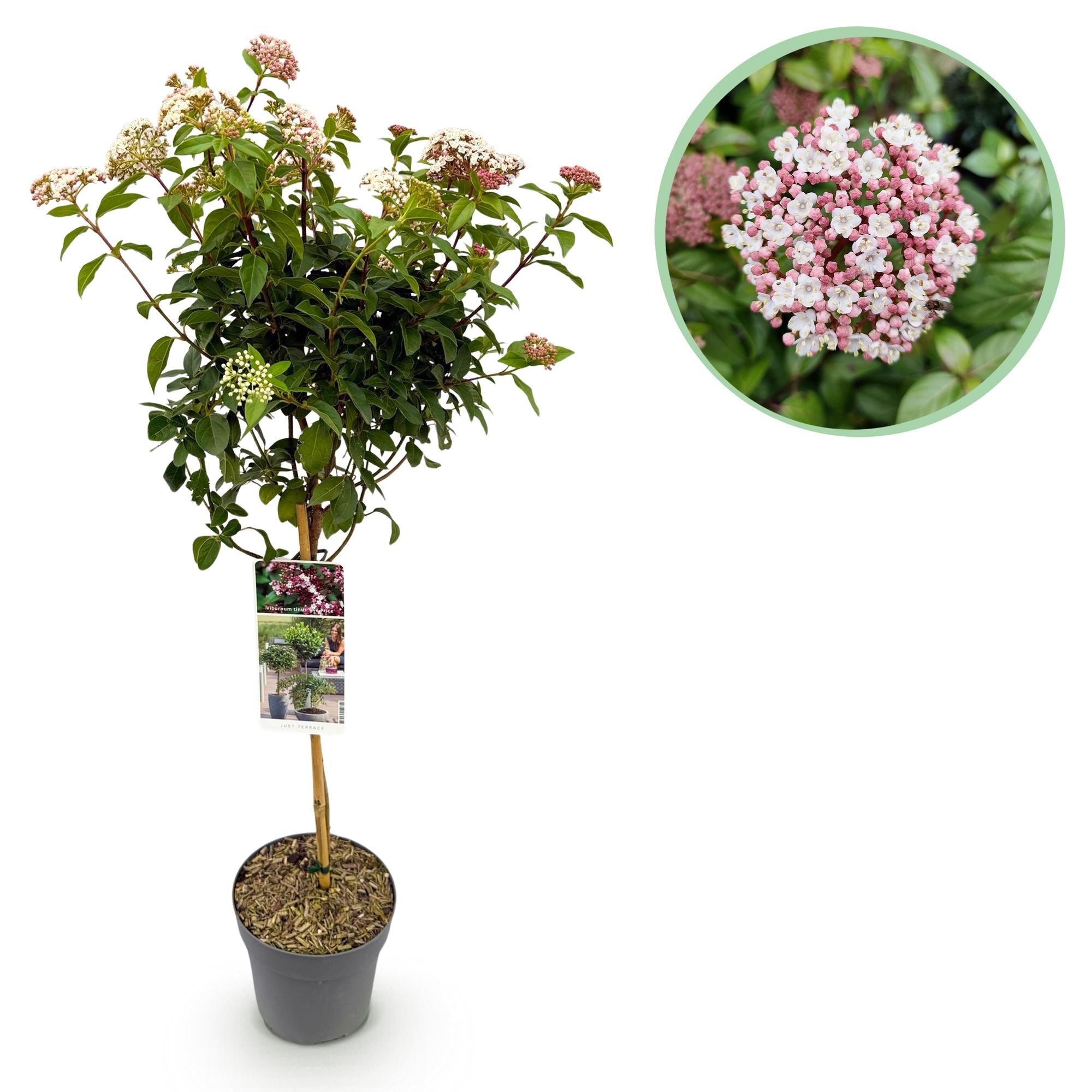 green-guardia-unsere-pflanzen-viburnum-tinus-eve-price-stamm-90cm-winterhart image 1