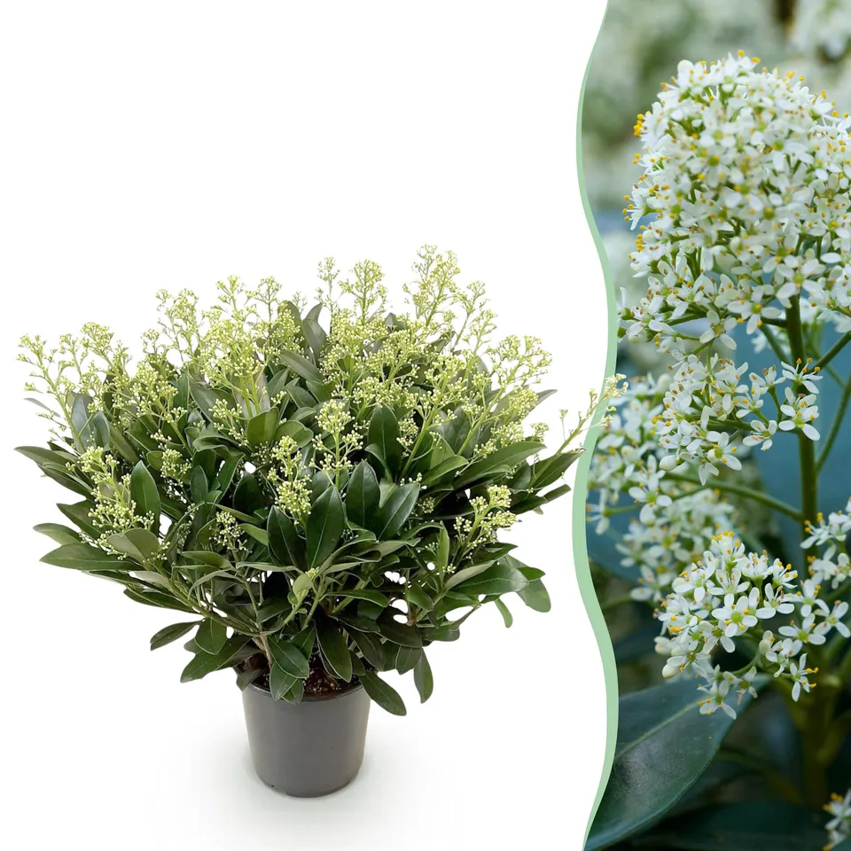 green-guardia-pflanzen-skimmia-japonica-finchy-1x-10-5cm-wei image 1
