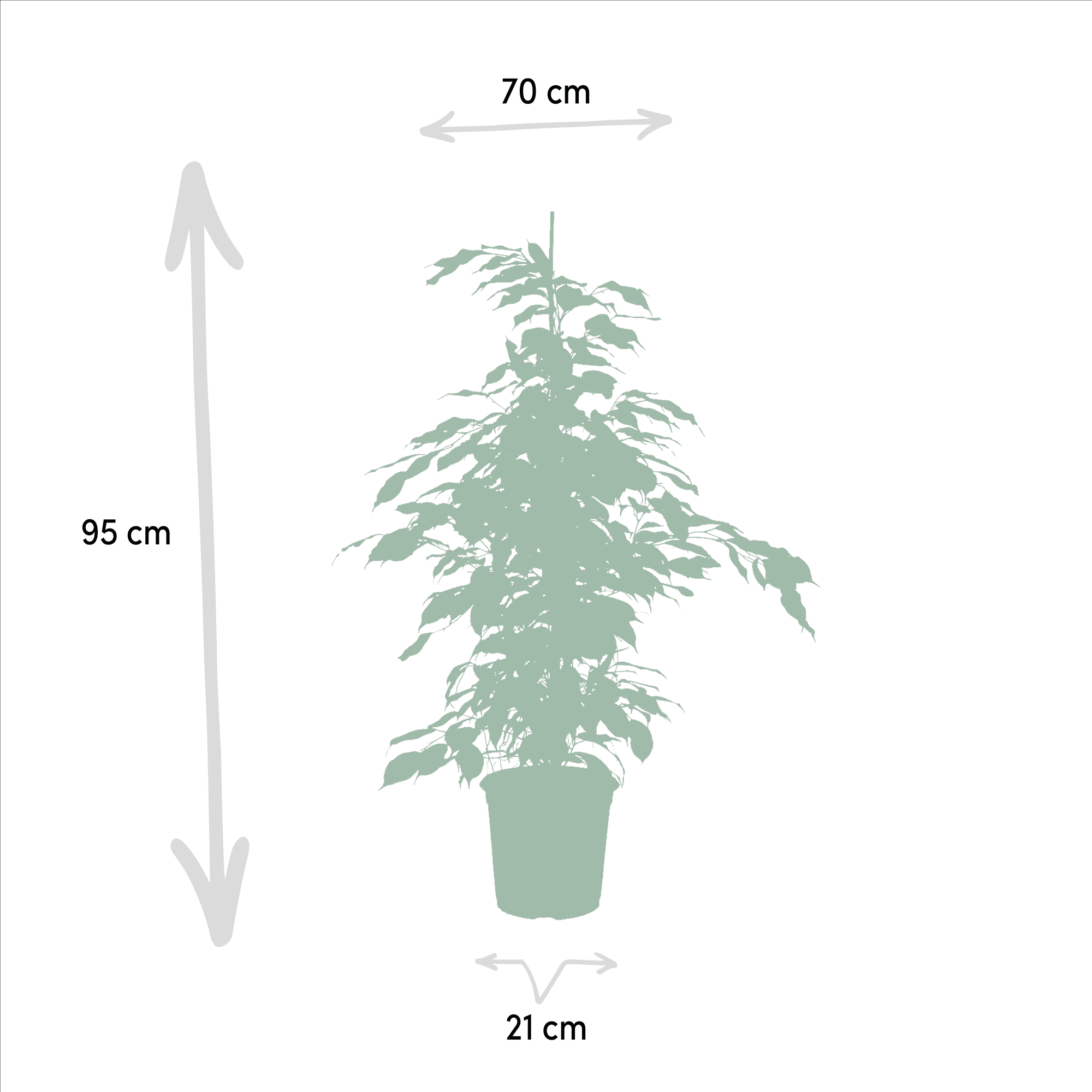 green-guardia-ficus-zimmerpflanzen-set-3x-21cm-95cm image 4