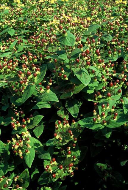 green-guardia-johanniskraut-beauty-zierstrauch-9-cm-topf-6x-pflanzen image 5