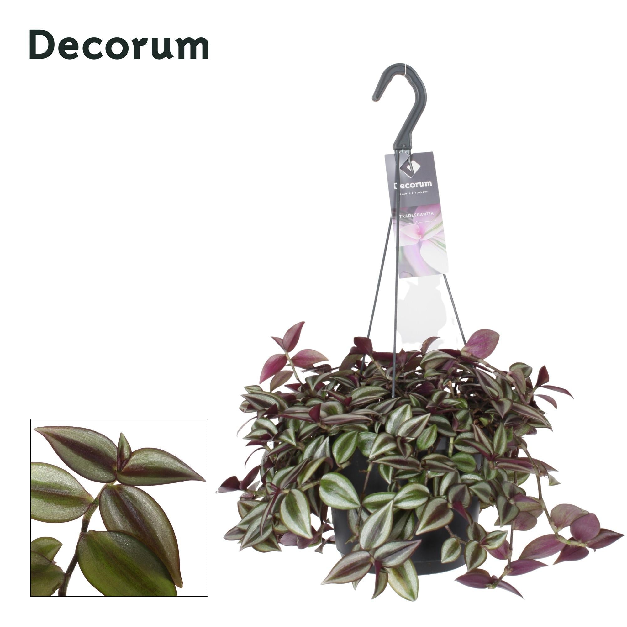 green-guardia-unsere-pflanzen-tradescantia-zebrina-purpusii-17cm-30cm image 1