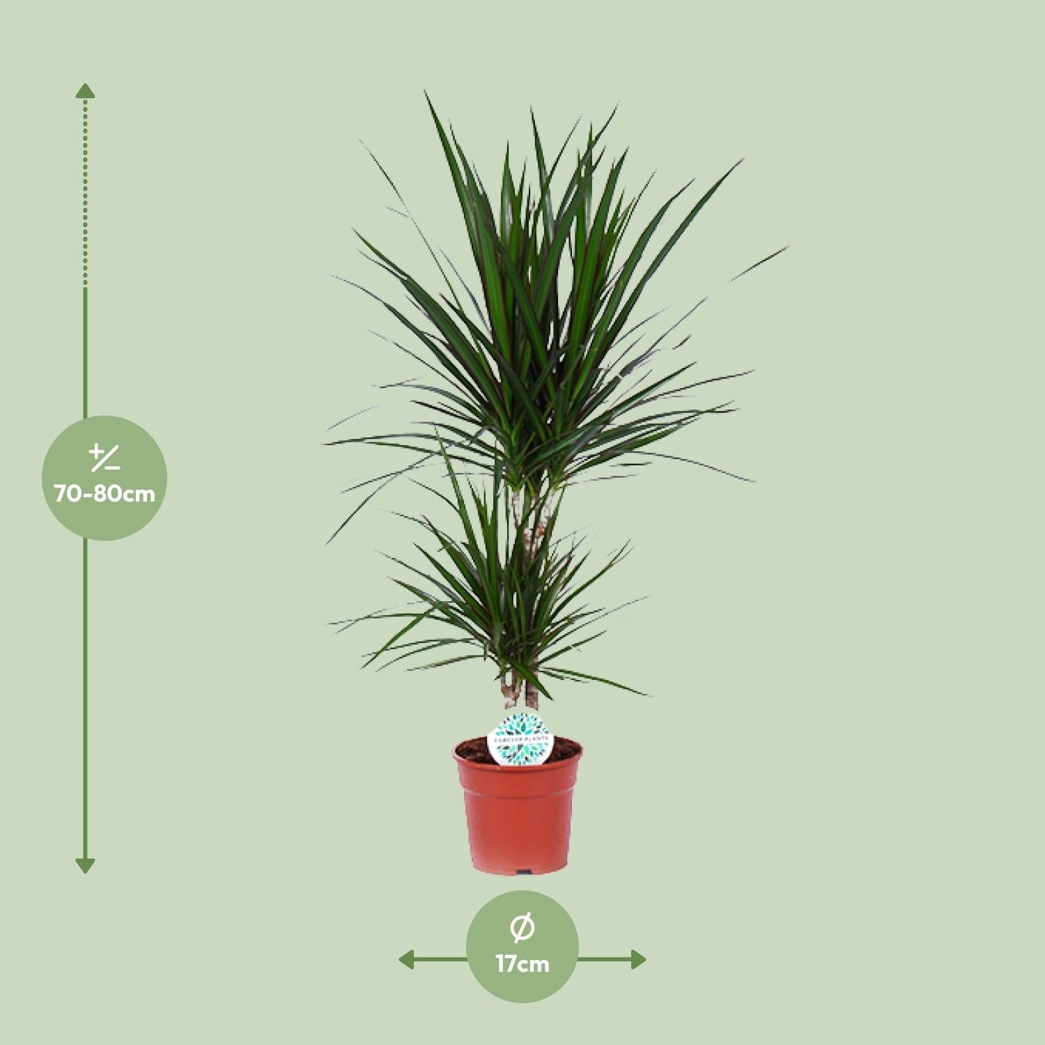 green-guardia-dracaena-marginata-drachenbaum-55-cm-pflegeleicht image 4