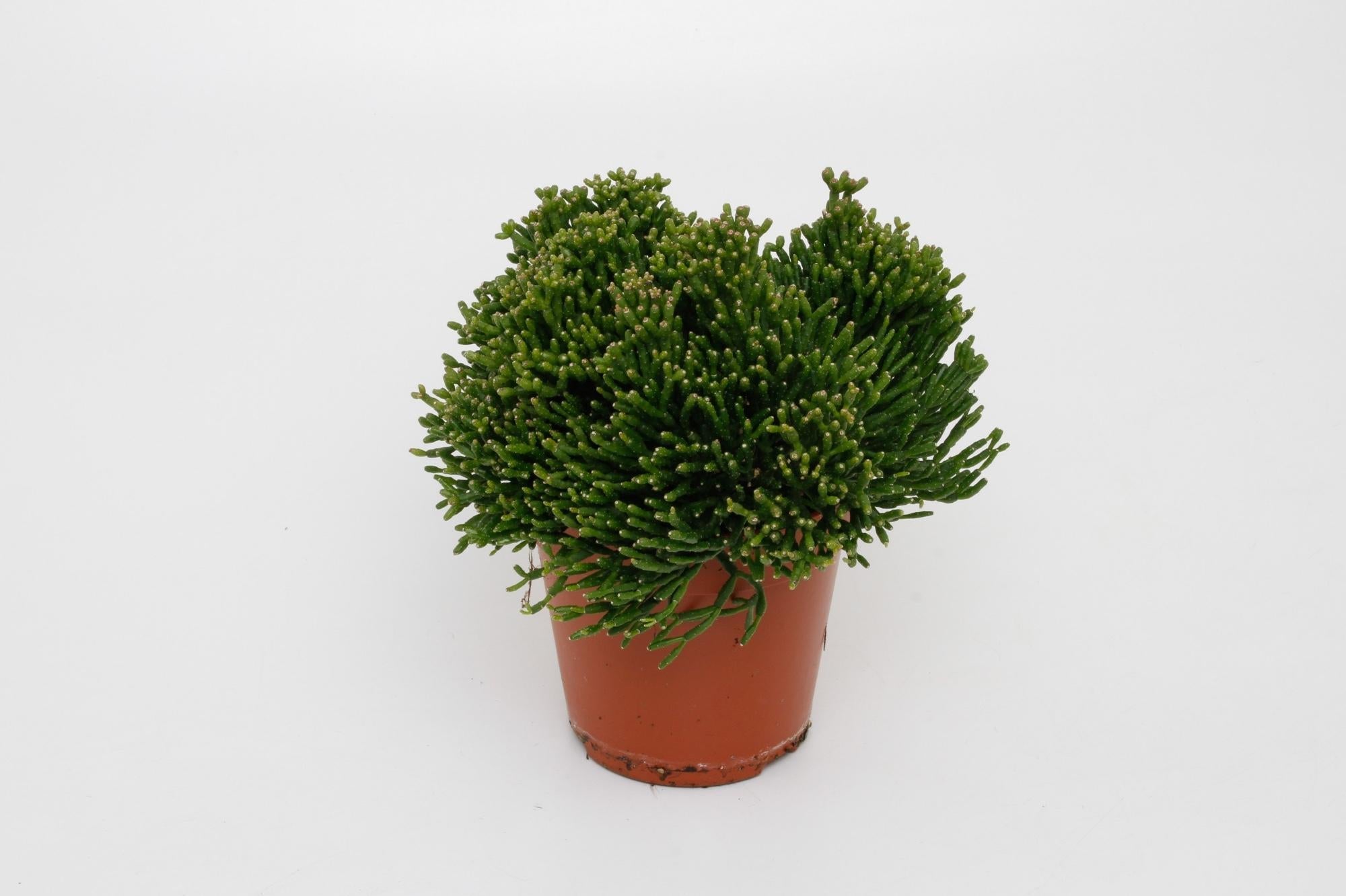 green-guardia-unsere-pflanzen-hatiora-rutenkaktus-zimmerpflanze-12cm image 1