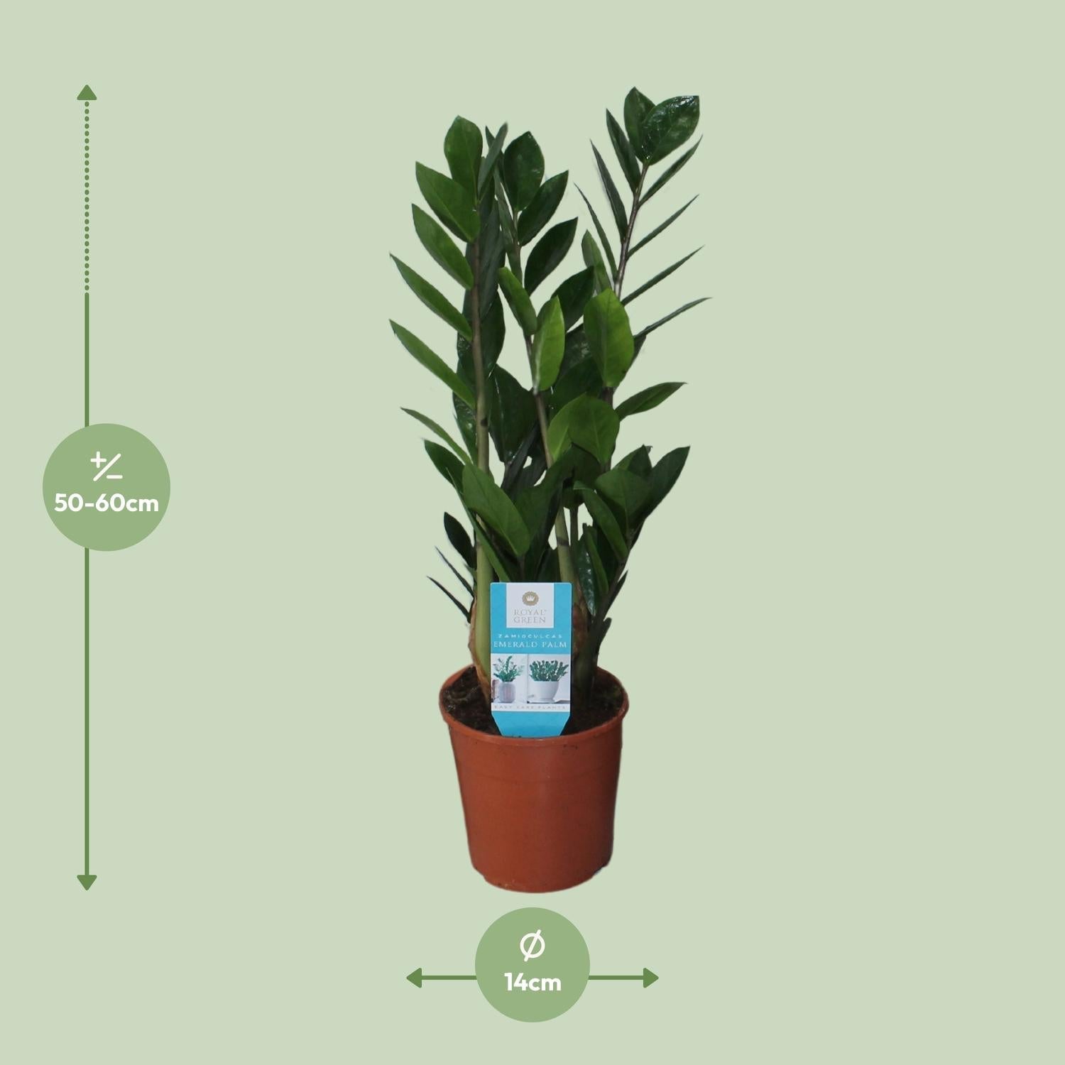 green-guardia-zamioculcas-zamiifolia-gl-cksfeder-40-95cm image 2