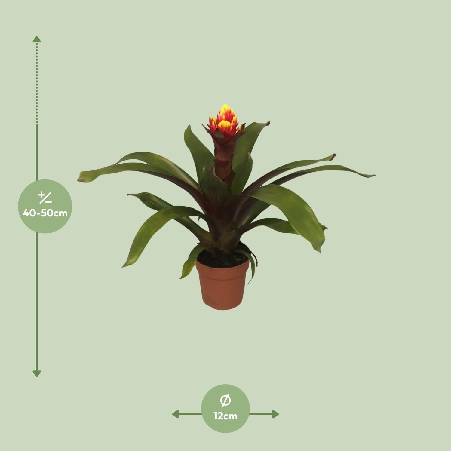 green-guardia-guzmania-bromelie-zimmerpflanze-12cm-topf-crown image 4
