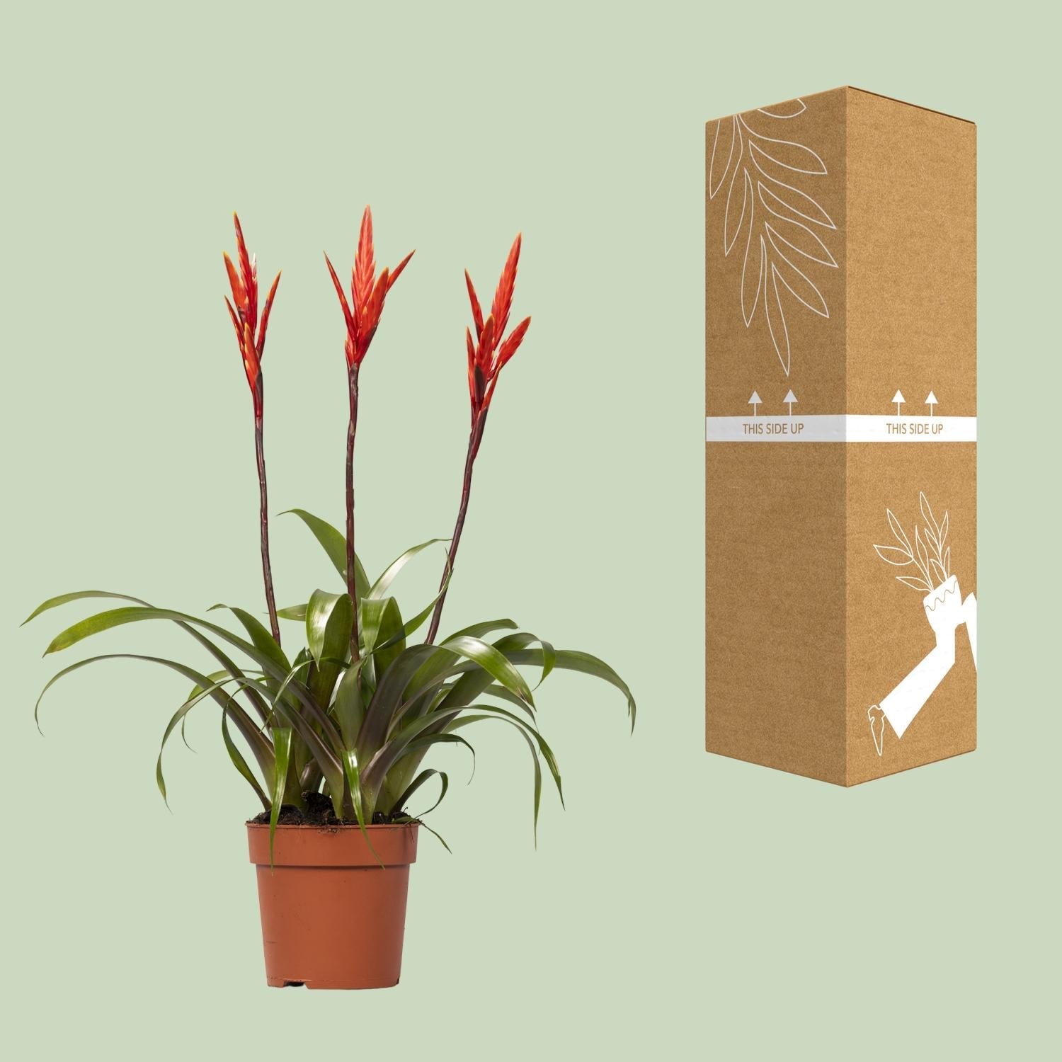 green-guardia-vriesea-elan-toef-flammendes-schwert-12-cm-topf image 3