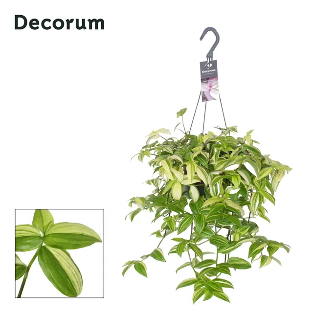 green-guardia-tradescantia-yellow-hill-dreimasterblume-40-cm-pflegeleicht image 1