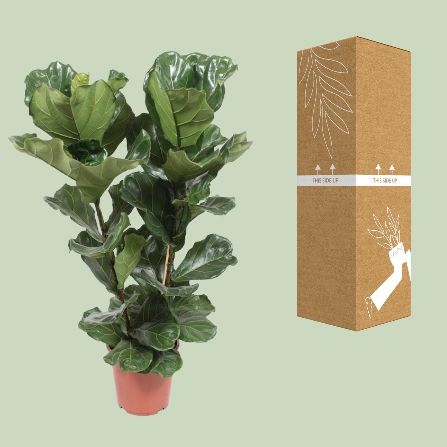 green-guardia-ficus-lyrata-geigenfeige-12cm-30cm image 3