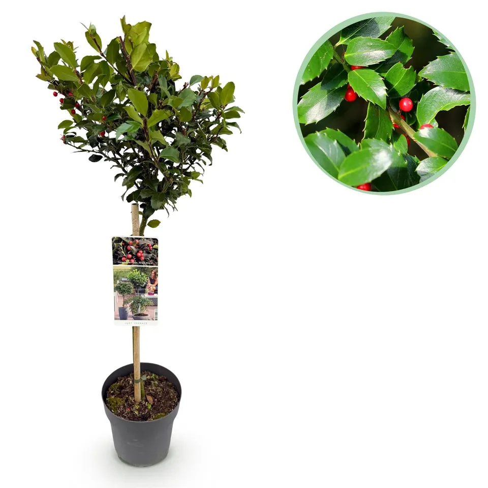 green-guardia-blue-maid-ilex-stamm-19-cm-topf image 1