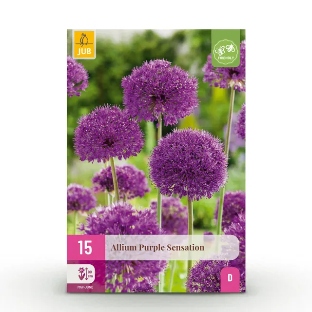green-guardia-allium-purple-sensation-blumenzwiebeln-15-st-ck-lila image 1