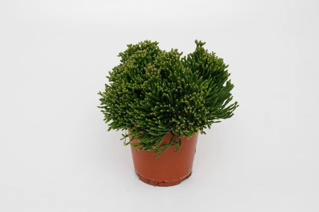 green-guardia-unsere-pflanzen-hatiora-rutenkaktus-zimmerpflanze-12cm image 1