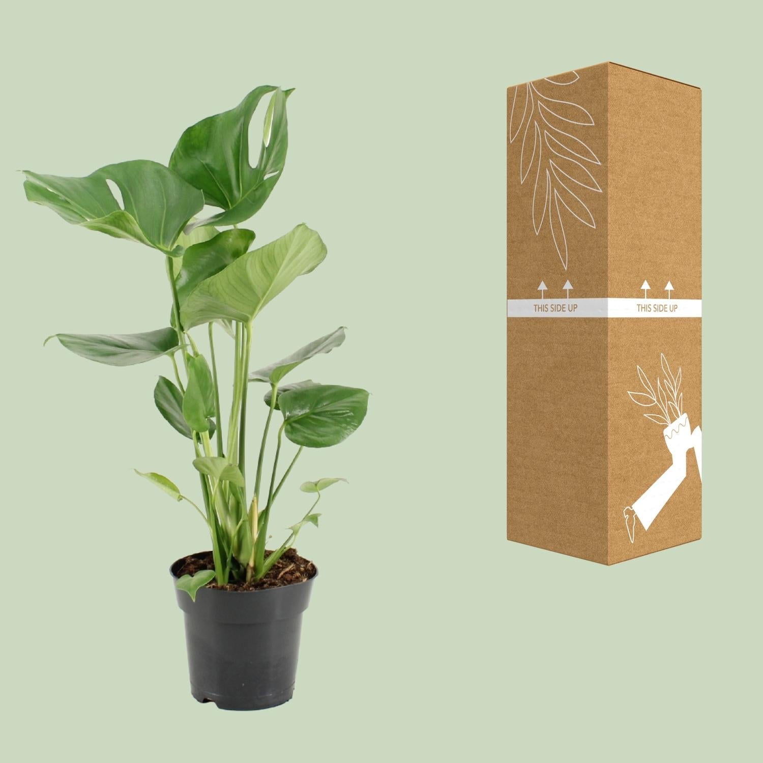 green-guardia-monstera-deliciosa-fensterblatt-60-105-cm image 3