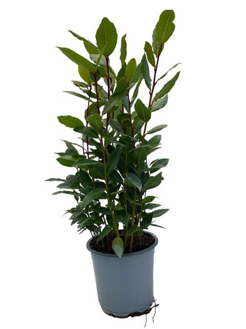 green-guardia-echter-lorbeer-laurus-nobilis-35cm-immergr-n image 1