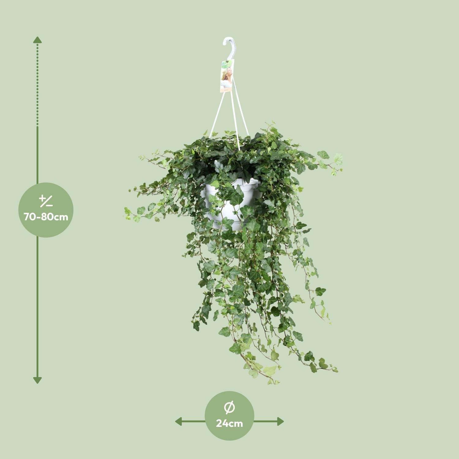 green-guardia-unsere-pflanzen-hedera-wonder-green-efeu-17cm-50cm-gr-n image 5