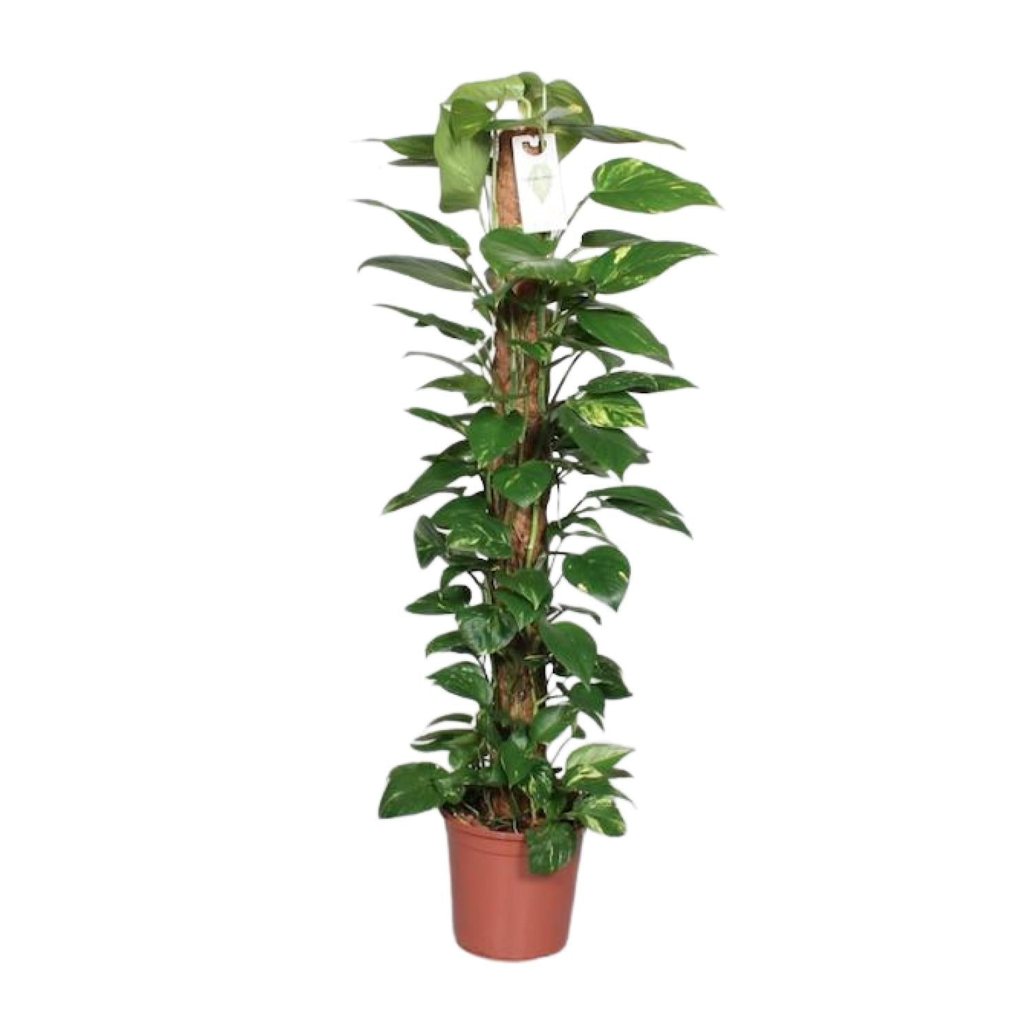 green-guardia-epipremnum-pinnatum-efeutute-moosstab-80cm image 1