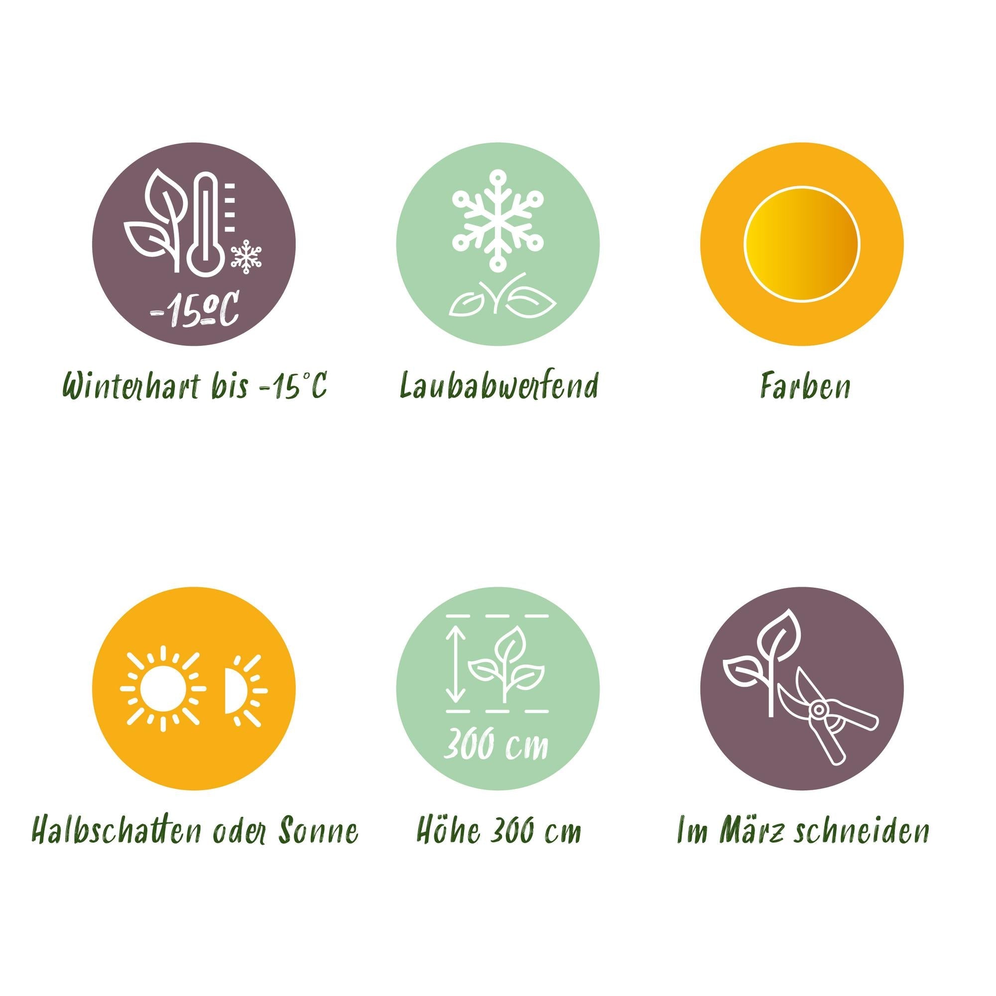 green-guardia-summergold-japanischer-ahorn-1x-pflanze-goldlaub image 3