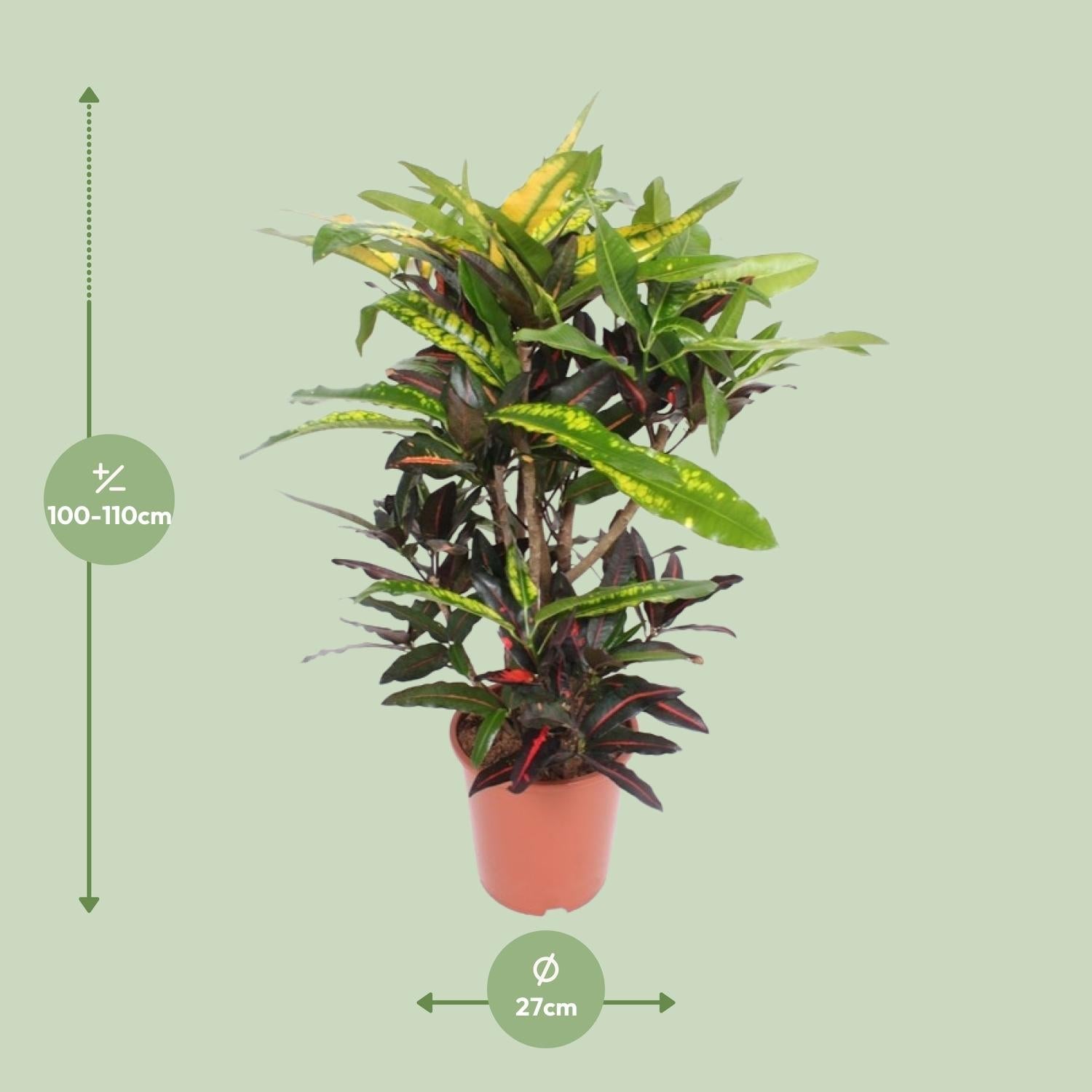green-guardia-unsere-pflanzen-codiaeum-mango-croton-zimmerpflanze-110-cm image 2
