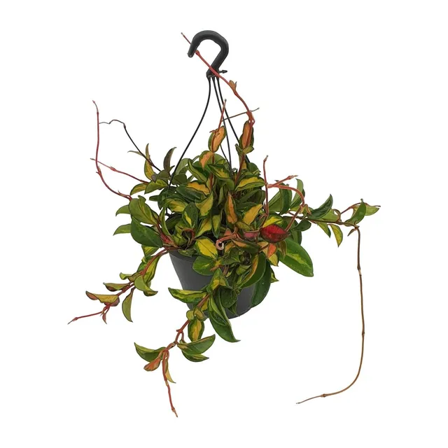 green-guardia-unsere-pflanzen-tricolor-hoya-carnosa-wachsblume-19-cm image 1