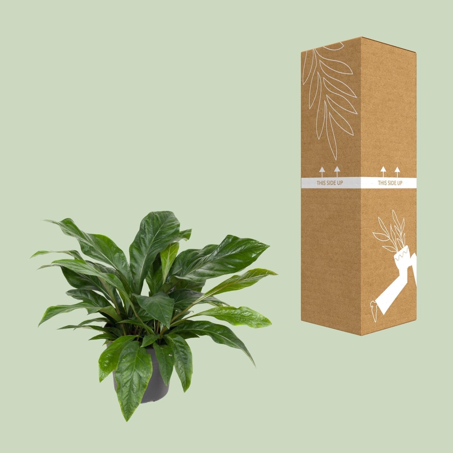 green-guardia-anthurium-jungle-bush-flamingoblume-70cm-30cm-topf image 3