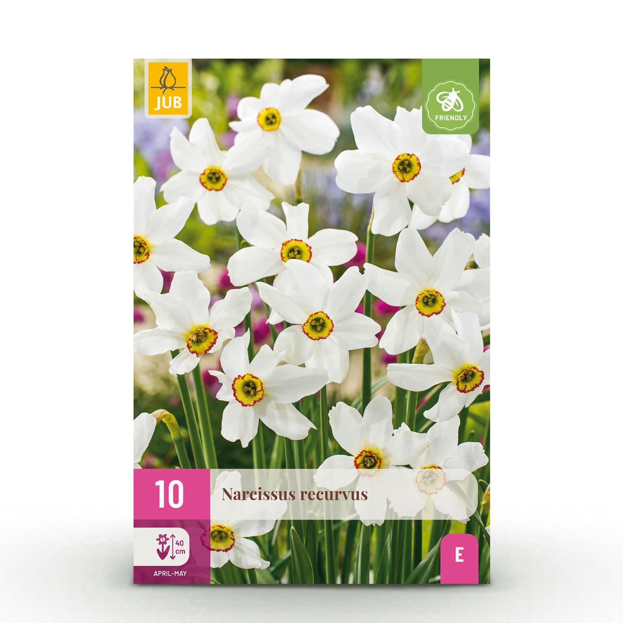 green-guardia-narcissus-recurvus-blumenzwiebeln-wei-10-st-ck image 1