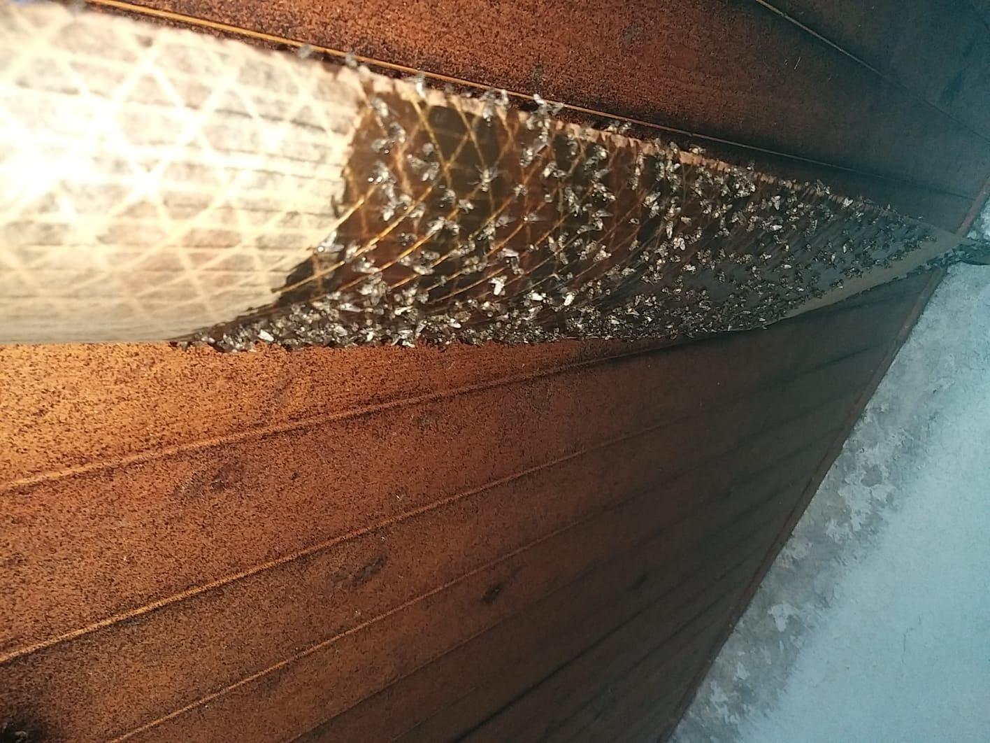 Viele Fliegen