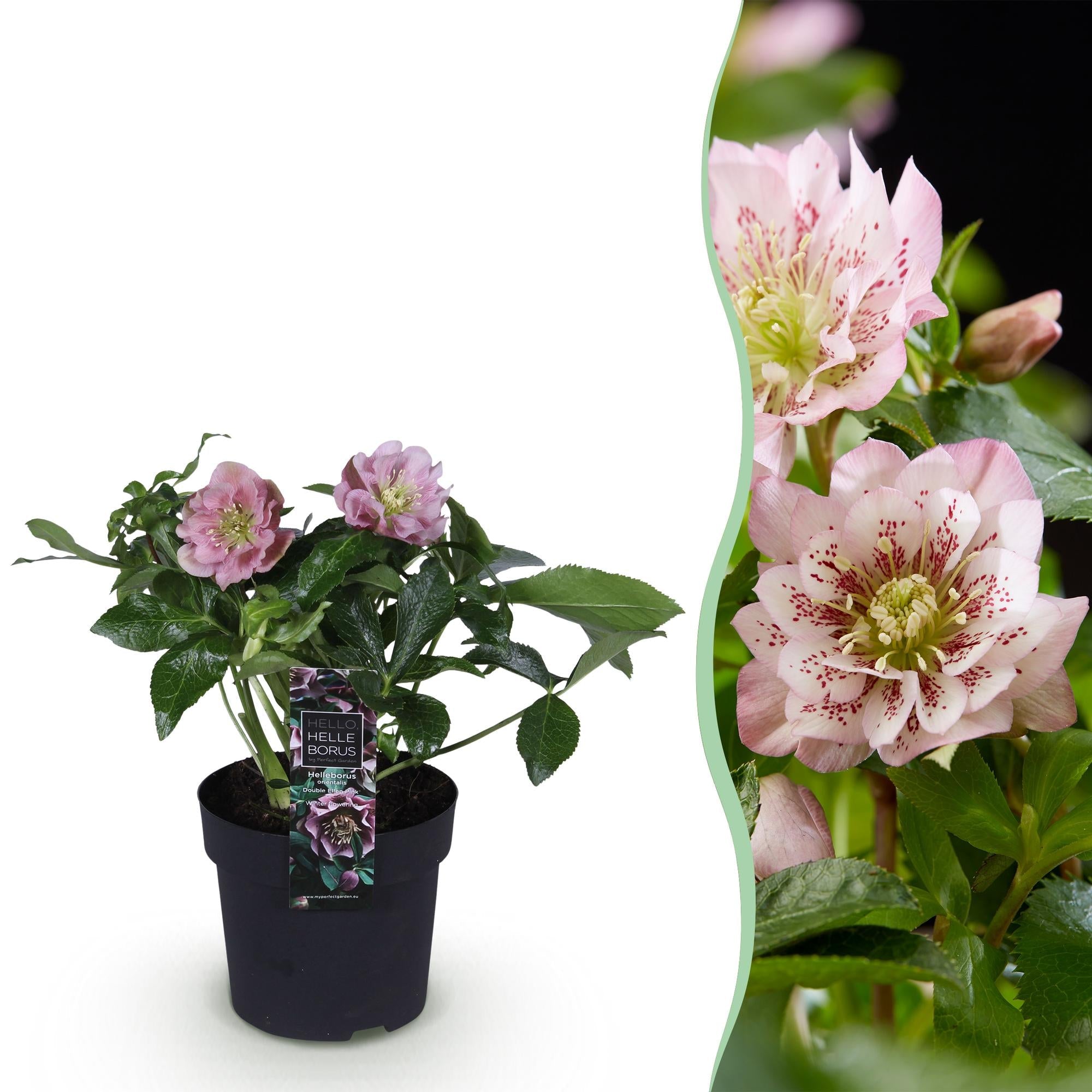 green-guardia-helleborus-double-ellen-pink-14cm-topf image 1