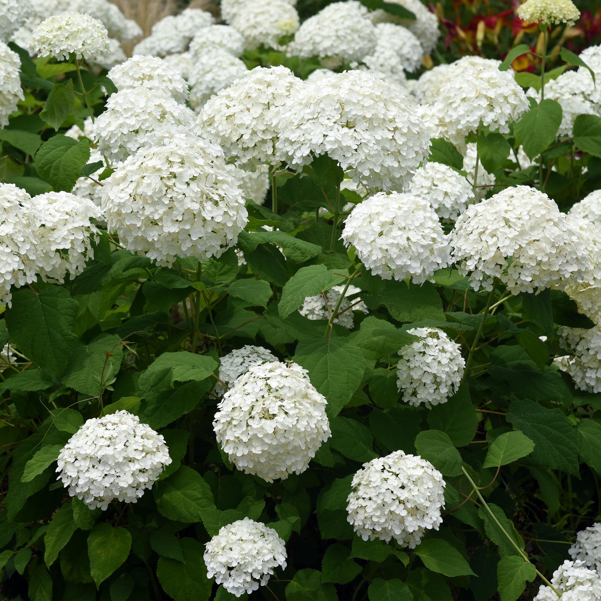 green-guardia-annabelle-hortensie-3-pflanzen-wei-e-bl-te image 3